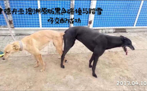 黑色碰撞X踏雪仔 JSTX 51C.jpg