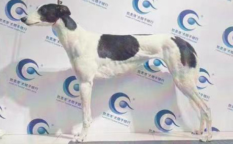 花母 988000001880090