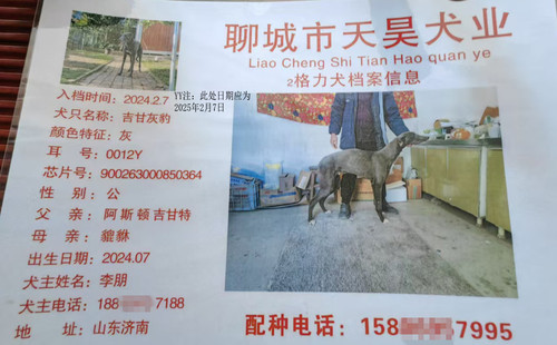 吉甘灰豹 900263000850364，0012Y