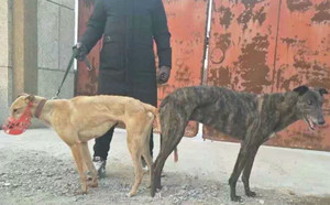 艾伦碰撞X踏雪仔 JSTX 51C.jpg