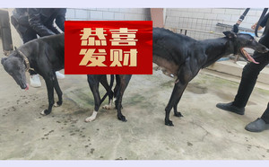 野兽X大瑞 TY349，900250000274561.jpg