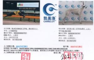 魔法蛋白石X诺里斯白妞 990000001567657，NLHW1603.jpg