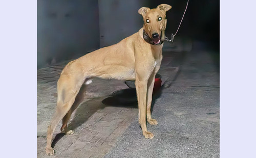 核武器 900263000850365，0074K，黄旋风