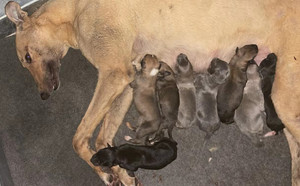 魔法黑X玛丽 156111110095943，J97B.jpg