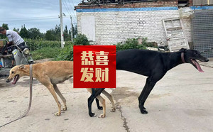 迷人王X黄母 900215000050788，CY476.jpg