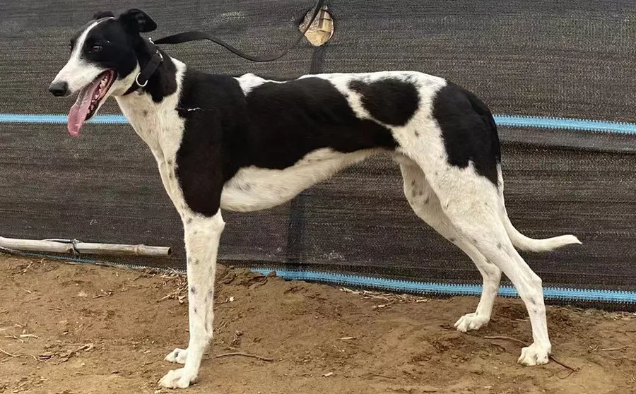 花蛋白石 900215001630726 - 格力犬yy--格力犬血统查询