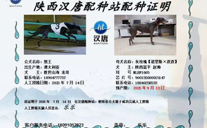 黑王X灰玫瑰 900155000015147，NLBF1605.jpg