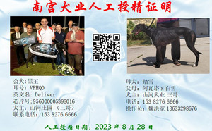 黑王X黑玫瑰 988000001880356，踏雪.jpg