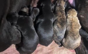 大喷射X理想 900115000929493，NGXH319B.jpg