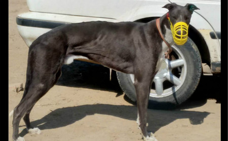 不可阻挡 ty408,900018881702674,又名:闪电 - 格力犬yy--格力犬中英