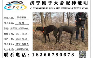 黑色碰撞X玫瑰 DBLS1，515000187032466.jpg