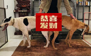 顶蜂X黄雀 994083000000076.jpg