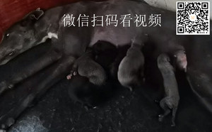 魔法白嘴X托马斯·澜 900115002829817，NGXH1021A7.jpg