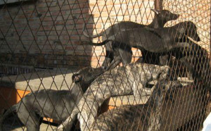 大包X灰母 Itchy Witcy Woo.jpg