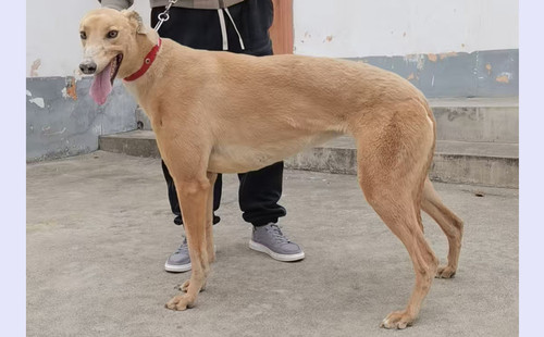 黄毛 901021000707482