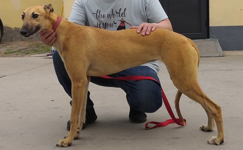 格力犬中英文血统查询