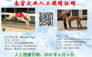 哈瓦那X二哈900255002655070.jpg