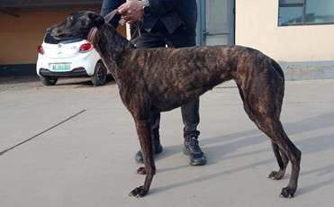 墨尼卡 900219000991015，NGXH322A15