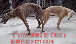 飞行的狐狸X酷妞 900155000037004，JXQY1780.jpg