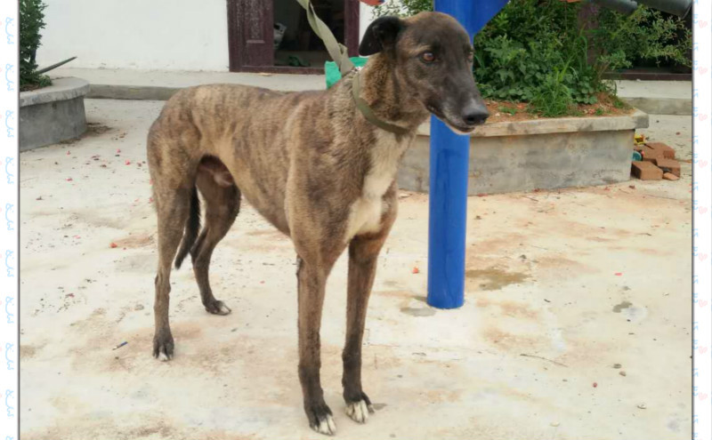 小兄弟 little ed,129a 6446