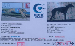 弹簧枪X黑妹DBHJ7,900201709640125.jpg