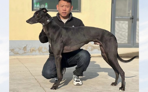 黑鸽 900115002829666