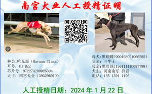 哈瓦那X黑蝴蝶 900168021066285.jpg