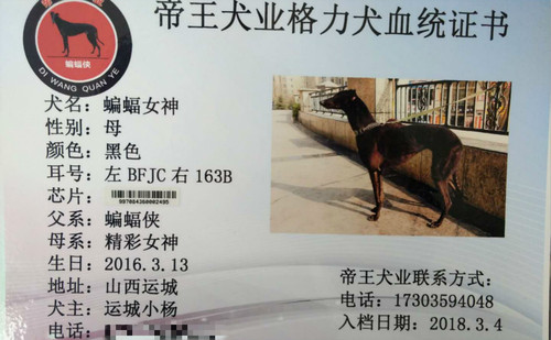 蝙蝠女神 997084360002495，BFJC163B