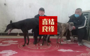 魔法枪X花雕900005761104674，QJ19.jpg
