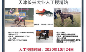 斗牛士X黑妖 J66C，156111110091813.jpg