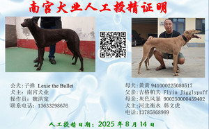 子弹X黄黄 PFYB1，941000225080517.jpg