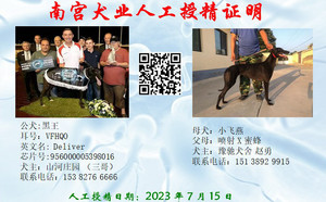 黑王X小飞燕 900128001216256，S553279PS.jpg