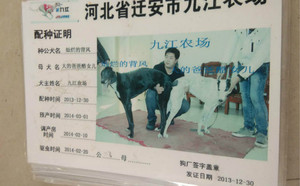 灿烂的背风X爸爸酷妞1854 117E.jpg