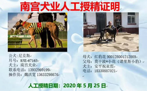 尼克斯X红豹花 900111880205653，900128001212869，M1310.jpg