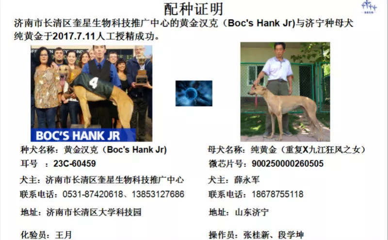 纯黄金 900250000260505 - 格力犬yy--格力犬血统查询