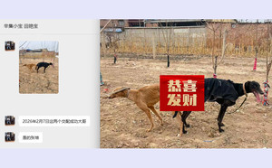 迷人王X黄鹰 990000009293826，KNYYL.jpg