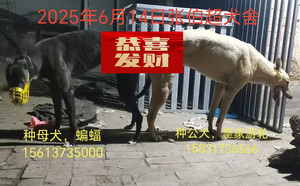 皇家游轮X蝙蝠 156111110093451.jpg