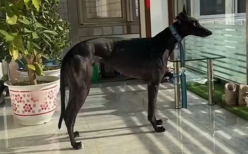 布丁 988000001880209