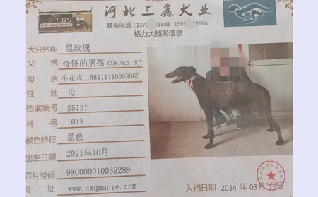 黑玫瑰 990000010039289，101N