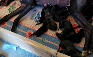 小红辣椒X来喜 941000016715093.jpg