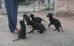 赫斯顿X再创辉煌 Hotfoot Leigh，1796 46D.jpg