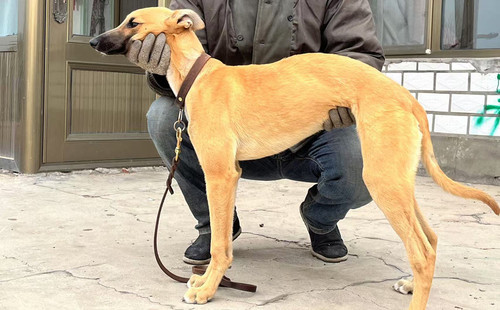 小保罗 900263003020447