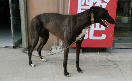 格力犬中英文血统查询