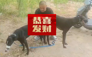 科南斯之星X狐狸 900115002829611.jpg