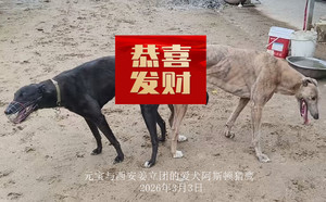 元宝X阿斯顿猎鹰 900155000039173，L1909.jpg
