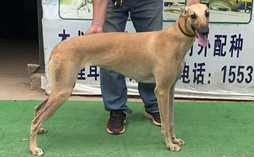 小黄金 900215006607075，SMWZ227M