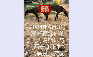 阿瑞斯X黑豆 900215000445615.jpg