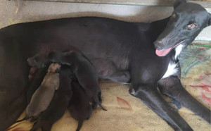 弹簧箭X赶浪少女 DBZL5，515000187032476.jpg