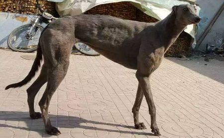 灿烂的清楚 BFQC 104H，900111880089659