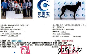 飞狼X纯的 BFQC 73F，941000016715098.jpg